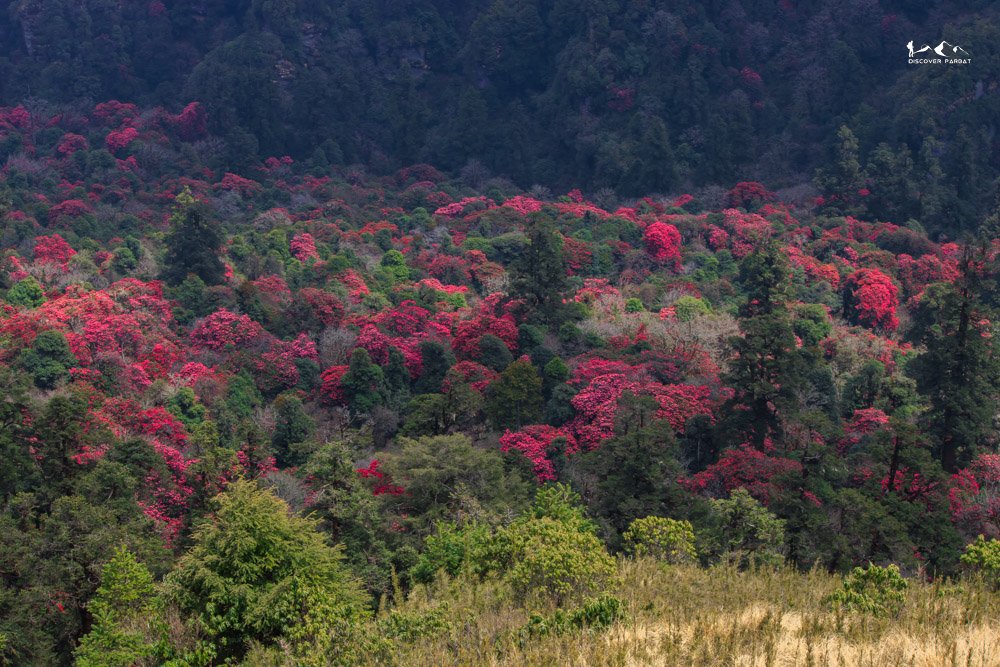 Kokhe Danda Trek