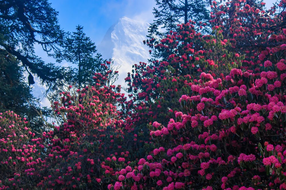 Kokhe Danda Trek